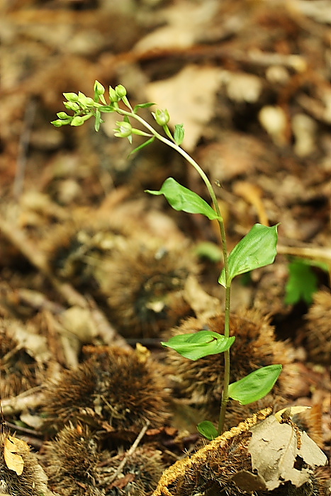 Epipactis da determinare